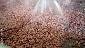 Automatic line for the canning industry.Preserving of Vegetables and Beans. Beans are Processed on a Conveyor Line Before Canning