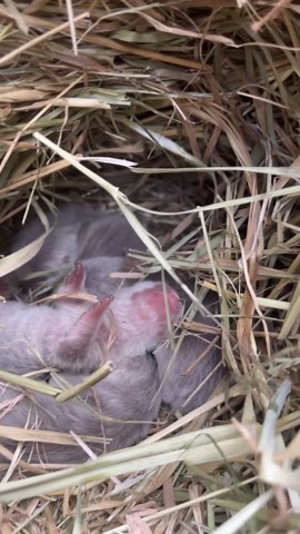 Newborn Baby Otters: Adorable Moments of Wildlife Newcomers