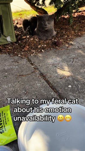 Understanding Feral Cat Emotions Through Playful Dialogue