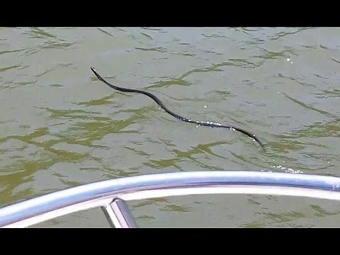 Can SNAKES Swim?