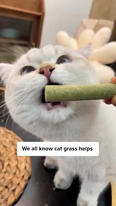 Every cat owner needs this treat! 👀🐱 Comment “Grass” and I’ll DM the 🔗 to you instantly! Or simply search Cat Grass Teething Stick on our site ✨ | Cuddles & Meow