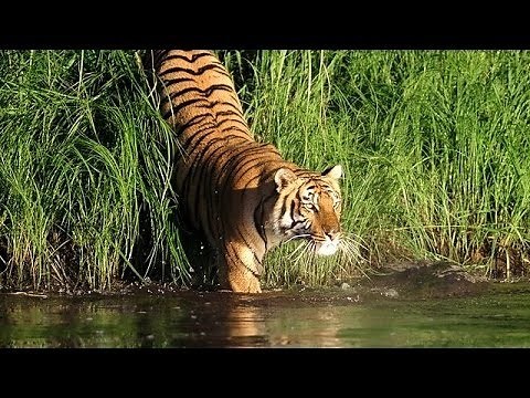 Man Eating Tigers of The Sundarbans (NatureDocumentary)