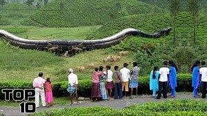 353K views · 7.8K reactions | Top 10 Mysterious Giant Animals That People Encountered | Most Amazing Top 10 | Facebook