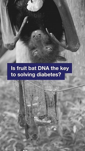2.6K views · 20 reactions | While too much sugar is bad for humans, fruit bats thrive eating up to twice their body weight in sugary fruit every day. Scientists are working to fight diabetes and are looking at fruit bats DNA for the answers. | UCSF | Facebook