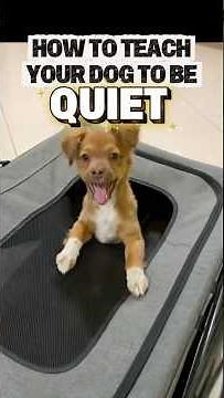 How to Teach Your Dog to Be Quiet! #stopbarking #dogtraining #dogtrainer #puppytraining #barking