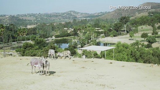 4.7K views · 82 reactions | Can you see 'em? 煉煉 Just in time for Kids Free October, San Diego Zoo Safari Park is debuting six endangered Grevy’s zebra foals! More info on Kids Free October: https://bit.ly/3ictbvS | 10News – ABC San Diego KGTV | Facebook