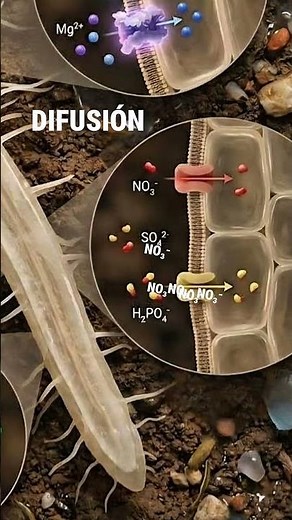 How nutrients reach the roots | Absorption processes #plants