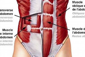 Les abdos du bas, comment les travailler ? - Paperblog