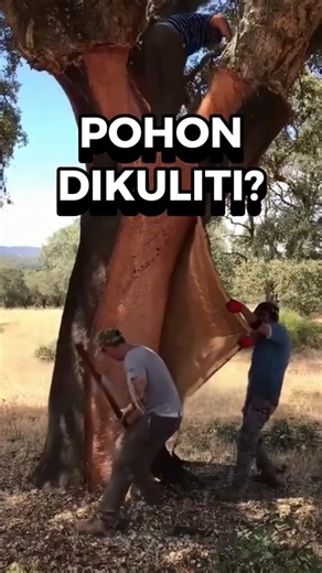 CARA MEMANEN KULIT POHON EK GABUS TANPA MERUSAK ALAM SEKITAR SECARA ALAMI DAN SUSTAINABLE AMAN