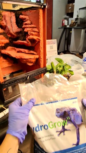 From bare tank to thriving bioactive jungle 🌿✨ Watch us build a full BioDude setup step-by-step — drainage, soil, plants, cleanup crew, the whole ecosystem coming to life right in front of you. And if you love that custom background… we make those too 👀🔥 Message us for a quote to commission your very own hand-carved styrofoam background, tailored to your enclosure your animal. Turn your habitat into a living piece of art. 🌱🦎 #BioactiveBuild #BioactiveEnclosure #PredatorAndPreyExotics #Repti