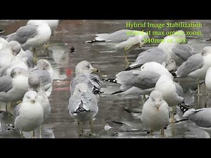 Nikon coolpix A1000 Hybrid Image Stabilization tested at max Optical Zoom