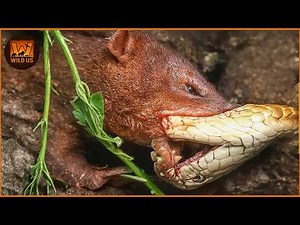 Deadliest Snake Attacks Caught on Camera | Wild Animals | The Most Dangerous Predators