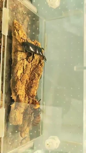 insectswars on TikTok