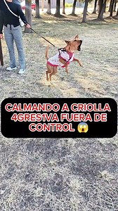 814K views · 29K reactions | Calmando a criolla 4gr3s1va fuera de control  #perros #mascotas #educacioncanina #perrofeliz #perrosgraciosos #educacioncanina #entrenamientocanino #obedienciacanina #pastorbelgamalinois #canecorso #pastoraleman #educantraining #pitbull | EduCan Training | Facebook