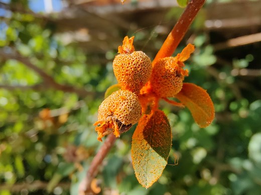 Rust has taken over my serviceberry tree. What can I do? Ask Extension expert
