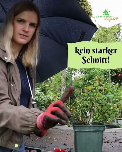 Vorsicht beim Rosen-Rückschnitt im Herbst! #rose #garten #gartenarbeit #rosengarten