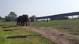 Elephants