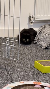 Watch how she acts like a little Tasmanian devil now 😈 We talked to Hannah about Rosie's journey from being a terrified cat hiding in her igloo to a rambunctious little house princess! Keep up with Hannah on Instagram: https://thedo.do/mybigcats & TikTok: https://thedo.do/Mybigcats | The Dodo