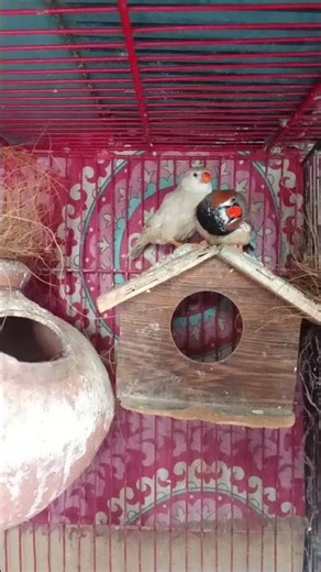 Nesting 🪹 complete finch breeder pair
