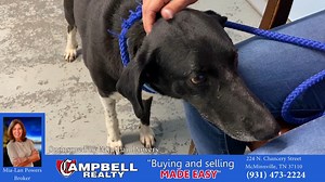 17K views · 64 reactions | Ringo is a 2.5 year old border collie mix...