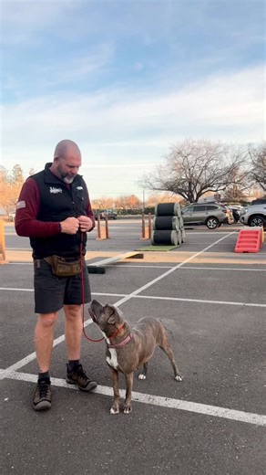 This is Day number one with Priscilla, the newest dog in our TLC program that we do as part of our community partnership with Butte Humane Society. Today is about building, trust, communication and motivation. | Ridgeside K9 NorCal