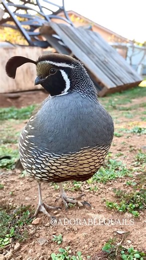 Cute California Valley Quails on Instagram: "Crying because I love my baby Chip so muchh 😭💖🐥🥹 . . . . . #birds_adored #exotic #birdlover #adorable #adorablequails #quails #valleyquail #codorniz"