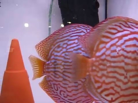 Diskuszucht Stendker Diskusfische Farbschläge Discus colour shades Diskus-Direkt
