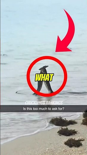 Top 3 Funniest Animal Moments (Alligator)