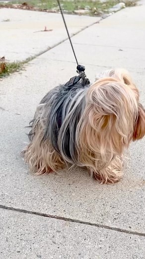 Everybody poops  #yorkie #yorkielife #yorkielove #yorkiegram #instayorkie #instayorkies #yorkielovers #yorkiepuppies #adorableyorkie #privacyplease #furballs #furballs #ladogs #puppiesofinstagram #dogsofinstagram #dogstagram #poopoo #happyfridayeveryone #numbertwo #whenyougottagoyougottago #instagram #explorepage | The Peanut Gallery | Facebook