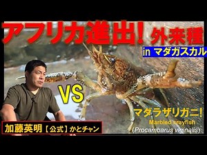 Invasive alien species in Africa! Marbled crayfish ≫ Hideaki Kato [Official] Katochan