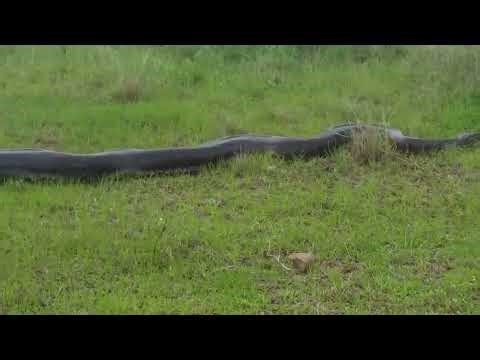 Huge rock python omg 😟