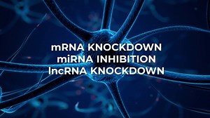 11K views | Are you working with neural cell lines, primary neurons, or animal models? Check out our self-delivering RNA silencing products for research in neuroscience. Get a free sample today @ www.aumbiotech.com | AUM BioTech | Facebook
