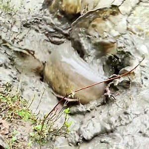 150K views · 303 reactions | big catfish - cast net fishing | MR Fishing Life | Facebook