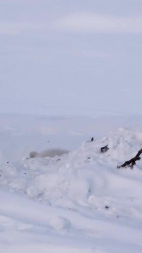 33K views · 1.5K reactions | Two newborn polar bear cubs emerge from...