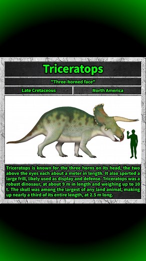 68 reactions | Triceratops is known for the three horns on its head, the two above the eyes each about a meter in length. It also sported a large frill, likely used as display and defense. Triceratops was a robust dinosaur, at 7-9 m in length and weighing up to 9 t. The skull was among the largest of any land animal, making up nearly a third of its entire length, at 2.5 m long. #triceratops #dino #dinosaur #dinosaurs #cretaceous | Total Dino | Facebook