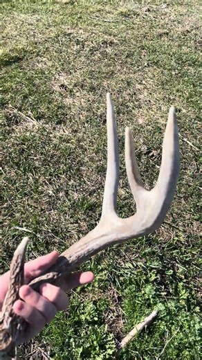I found the biggest shed of 2026