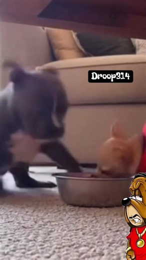 Droop314 (@droop314)’s videos with original sound - Droop314