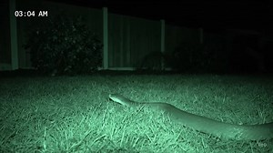 Snake's Captivating Dance on Trampoline at Night