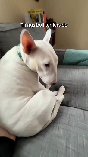 Pookie has three emotional states: moody, calm, and crazy. #englishbullterrier #meme #dogs #pets #bullterrier #moody #doglovers #dogbehavior | Mary Miller
