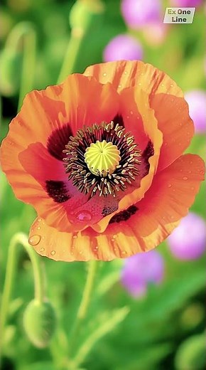 Poppy Flame Bloom — Papaver orientale Timelapse of Fierce Beauty