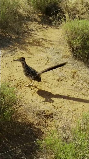 Roadrunner | Meep Meep (Looney Tunes)