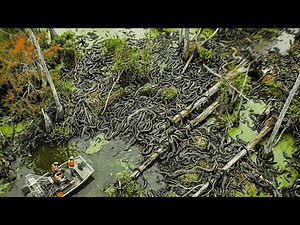 Florida Dumped THOUSANDS Of Snakes To Fight Pythons... The 2025 Update Is Chilling