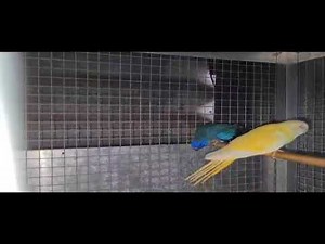 Psittacoms : Mes divers couples de perruches Splendides