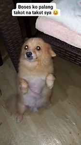 1.4M views · 40K reactions | Galit lang si mami kasi sinasayang mo ang gamot mo sa obo sorry na lab² ikaw ni mami #fbreelsfypシ゚ #hilights #fallowers #rescuedog #gamot #jhuliaabainza | Jhulia Abainza | Facebook