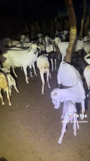 Managing Goats in an Arid Environment