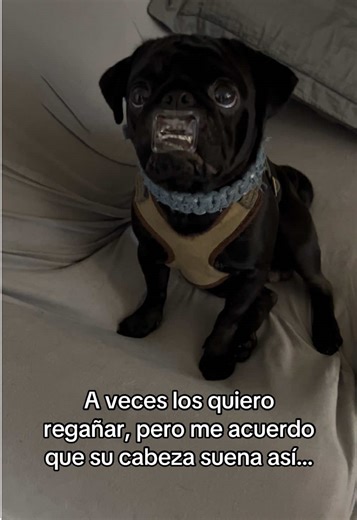 Adorable Pugs Being Pugs