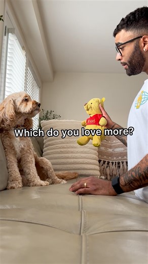 Mini Cockapoo Picks Between Her Favourite Toy vs Her Dad 😳