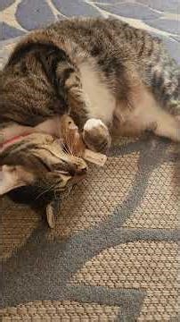 Bug and his toy mouse!