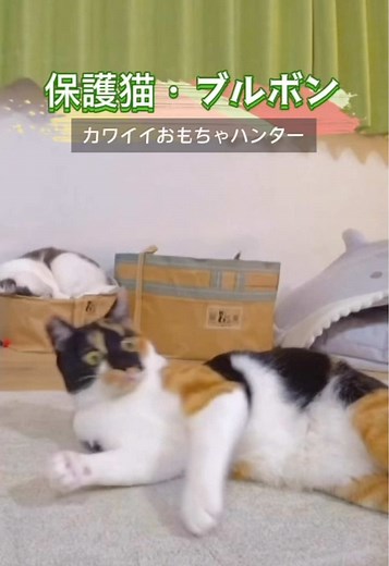 #サンシャイン池崎 さんが預かる#保護猫 ブルボン🐈池崎さんやお家にもなれてきて、おもちゃで楽しそうに遊ぶ姿も見られるように👀💕#預かりボランティア #猫 #嗚呼みんなの動物園 #相葉雅紀 #ゴールデンウィーク #GW