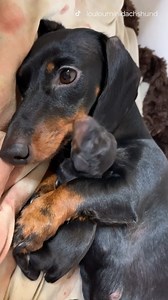 Mama dog and her little baby! 🐕🐾😊❤️ | The Woof World